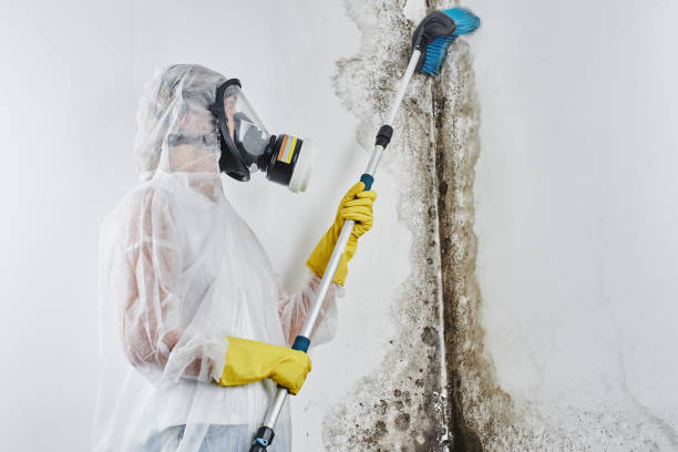 Best Mold Damage Restoration  in Fairwood, MD